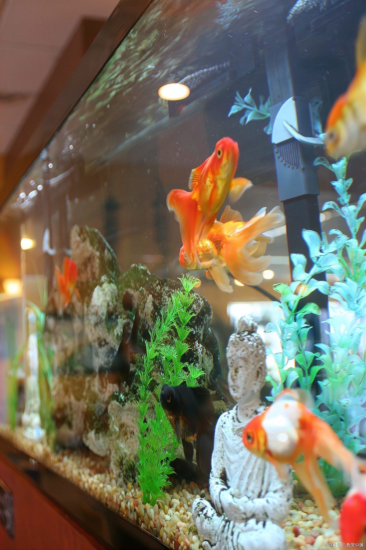 龍魚發色燈需要多長時間開一次？【魚缸開燈只圖好看這5大好處直接影響魚的生死大y】