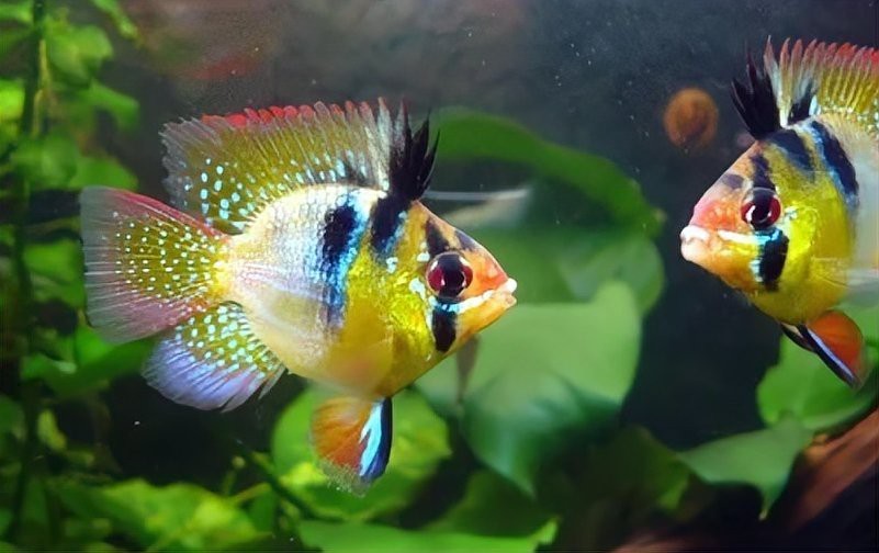 龍魚生病后多久會(huì)死？【養(yǎng)魚人一定要注意這個(gè)問題】 龍魚生病后多久會(huì)死？【養(yǎng)魚人一定要注意這個(gè)問題】 龍魚百科 第2張