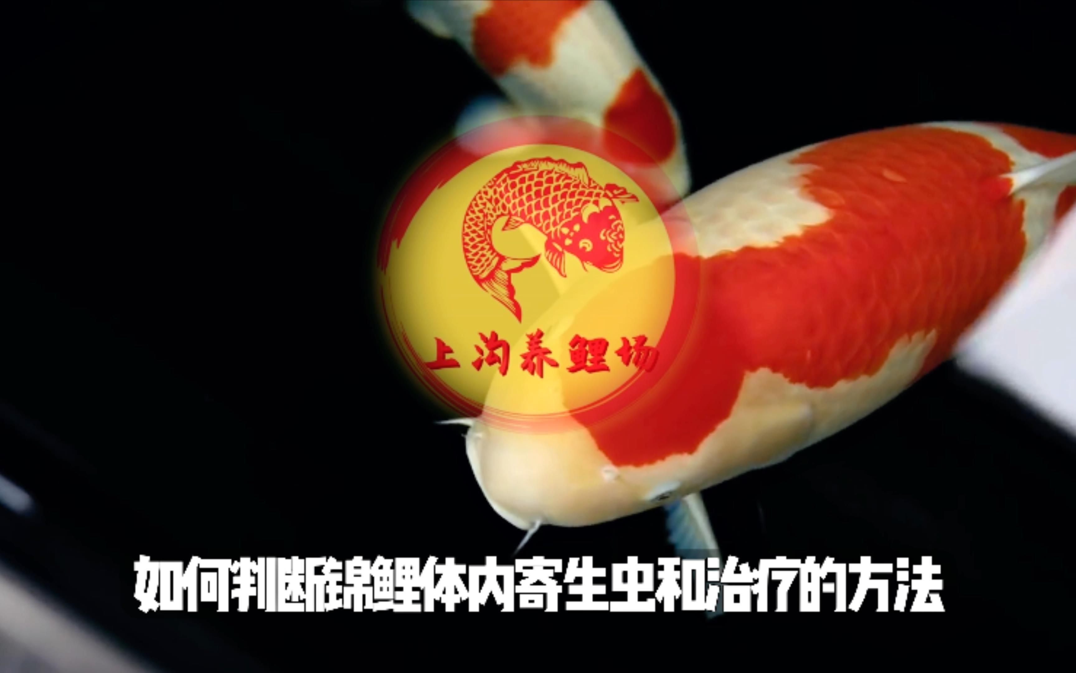如何判斷魚是否得了內寄或腸炎？【七彩神仙魚內寄腸炎和內寄如何區分與應對方法全解析】