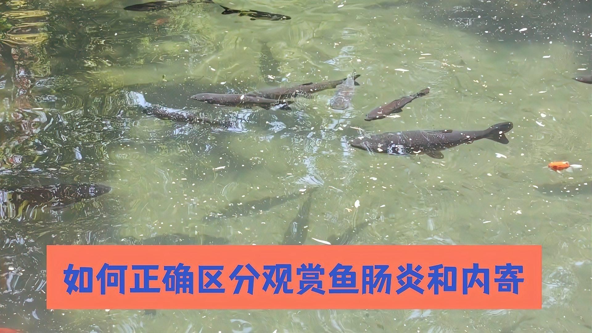 如何判斷魚是否得了內寄或腸炎？【七彩神仙魚內寄腸炎和內寄如何區分與應對方法全解析】