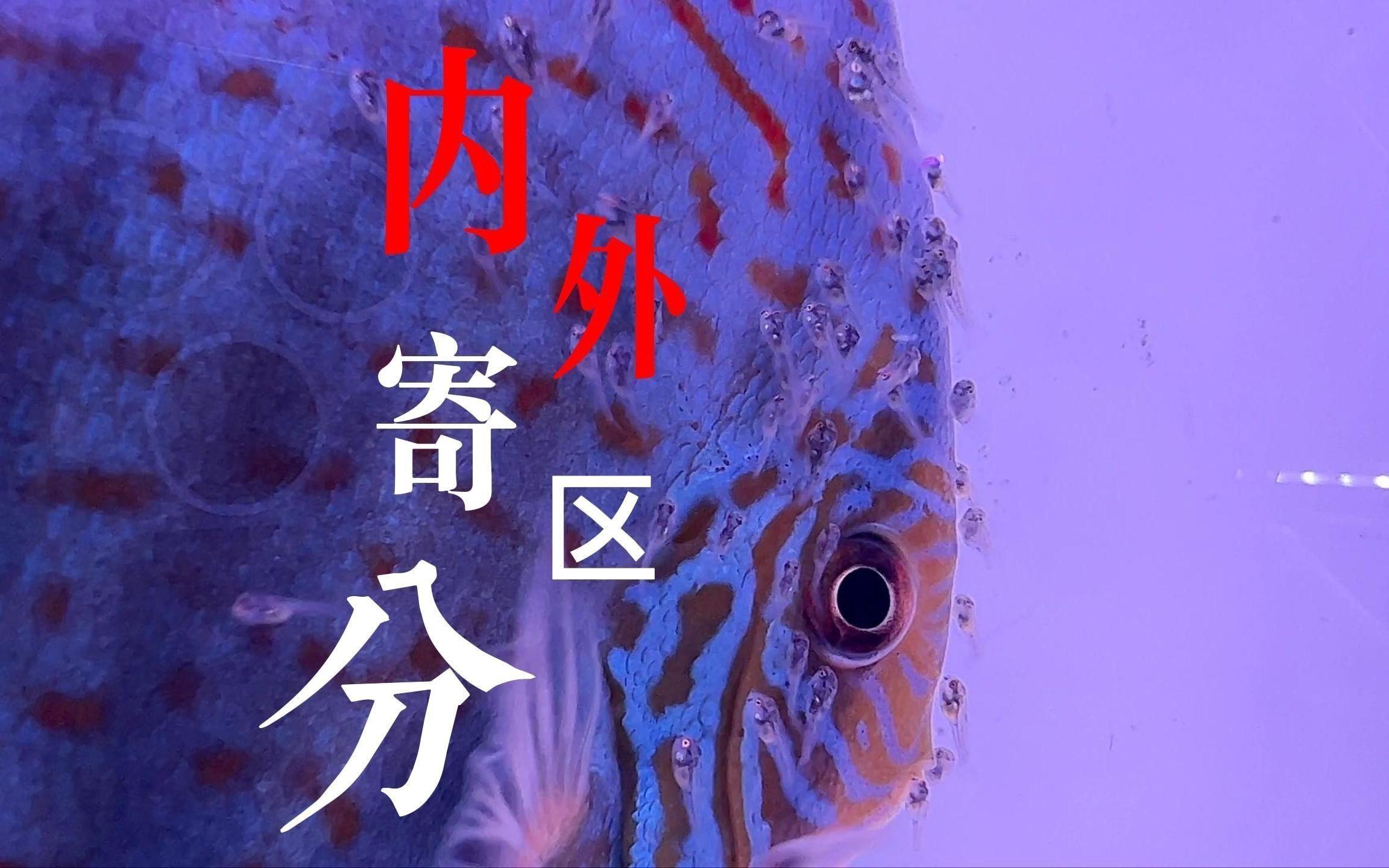 如何判斷魚是否得了內寄或腸炎？【七彩神仙魚內寄腸炎和內寄如何區分與應對方法全解析】