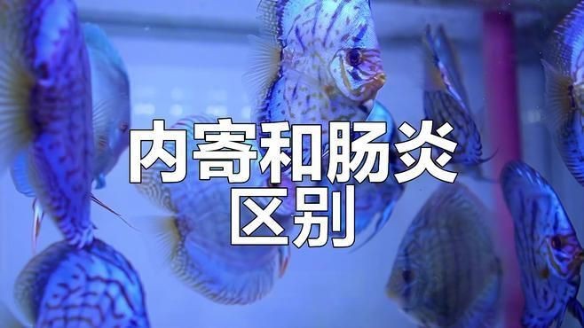 如何判斷魚是否得了內寄或腸炎？【七彩神仙魚內寄腸炎和內寄如何區分與應對方法全解析】