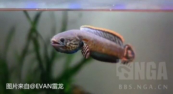 鬼王雷龍發色期間需要換水嗎？【鬼王雷龍在不同環境下發色需要多長時間】 鬼王雷龍發色期間需要換水嗎？【鬼王雷龍在不同環境下發色需要多長時間】 龍魚論壇 第12張