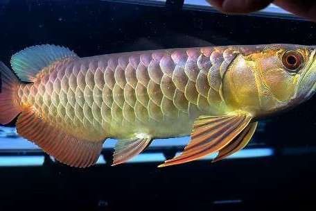 給我一張1-2cm金龍魚幼苗的圖片【1-2厘米的金龍魚幼苗體型小巧卻已初具金龍魚的獨特形態】