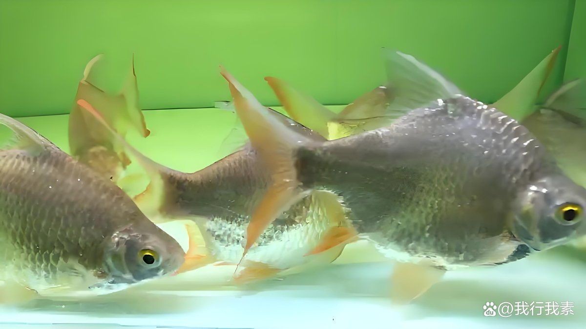 觀賞魚銀板粗線和黑桃A哪個價格更貴【觀賞魚銀板粗線和黑桃a】