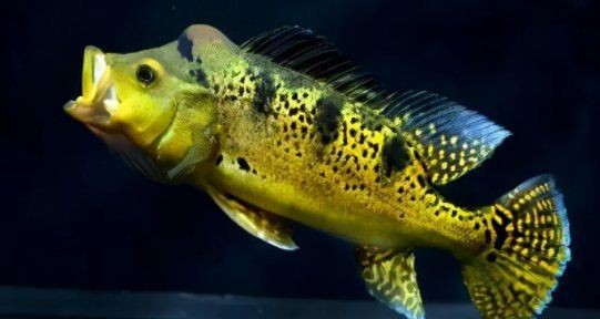 紅圓點(diǎn)狗頭魚(yú)好裸缸養(yǎng)好不好【紅圓點(diǎn)狗頭魚(yú)怎么養(yǎng)】