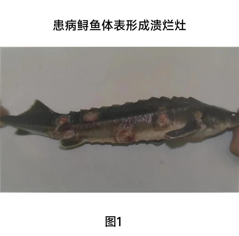如何判斷銀龍魚潰爛的嚴重程度？【銀龍魚體表潰爛的嚴重程度】