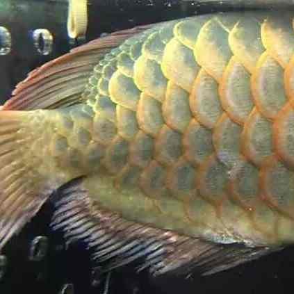 龍魚爛鰭會復發嗎？【龍魚爛鰭有可能會復發,****，**】