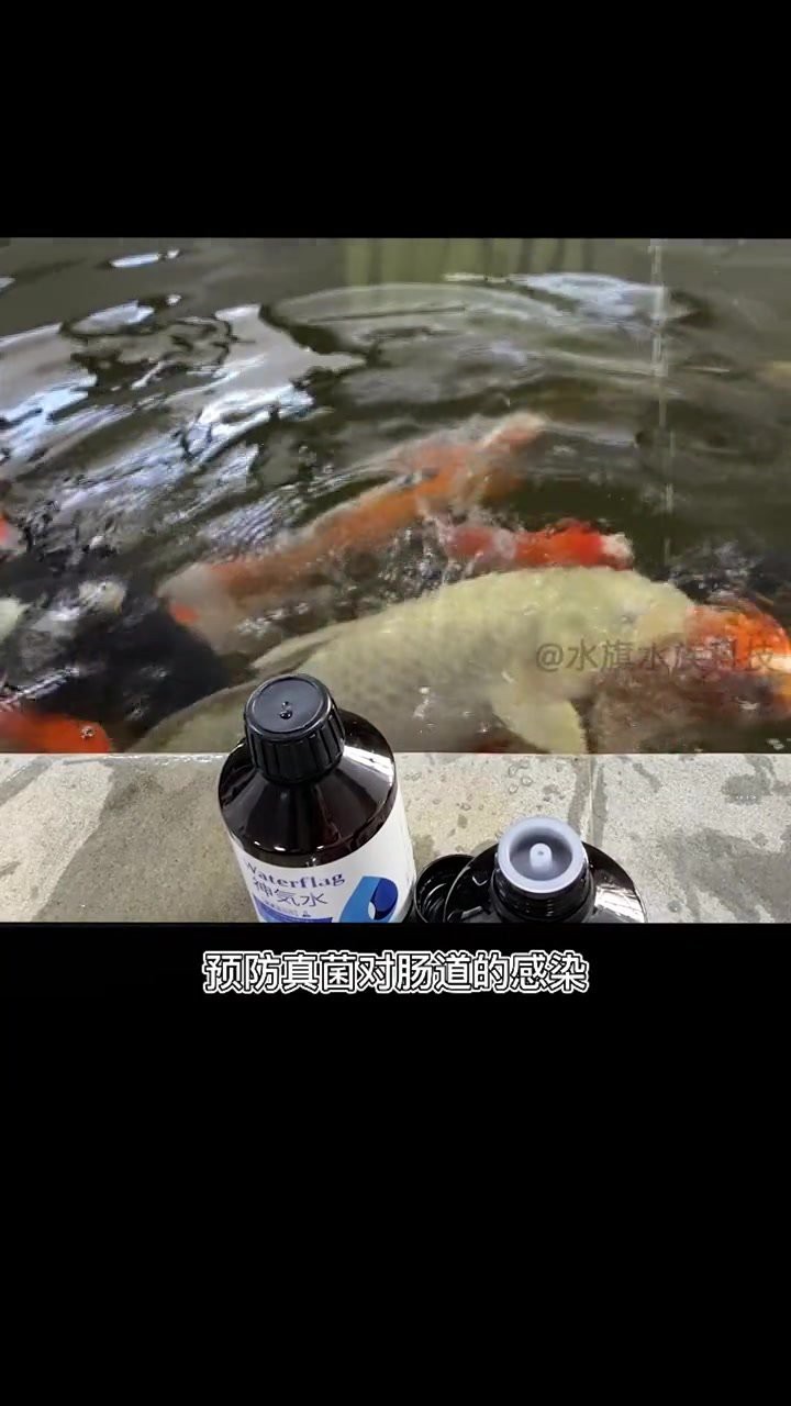 龍魚爛鰭會復(fù)發(fā)嗎？【龍魚爛鰭有可能會復(fù)發(fā),****，**】