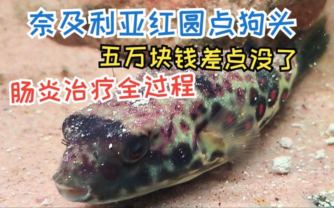 奈及利亞紅圓點狗頭魚【《奈及利亞紅圓點狗頭魚：獨特而神秘的水族精靈》】