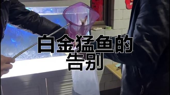 萌寵大能的白金猛魚走了【《萌寵大能的白金猛魚走了》】