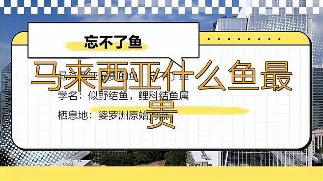 馬來西亞什么魚最貴【聞名世界的淡水魚，馬來西亞忘不了魚】