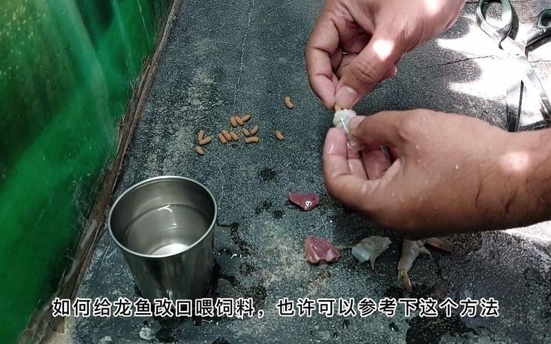 龍魚改口期間需要多久喂一次？【如何讓龍魚改口吃人工飼料這些技巧幫你搞定全民小視頻】 龍魚改口期間需要多久喂一次？【如何讓龍魚改口吃人工飼料這些技巧幫你搞定全民小視頻】 龍魚百科 第9張