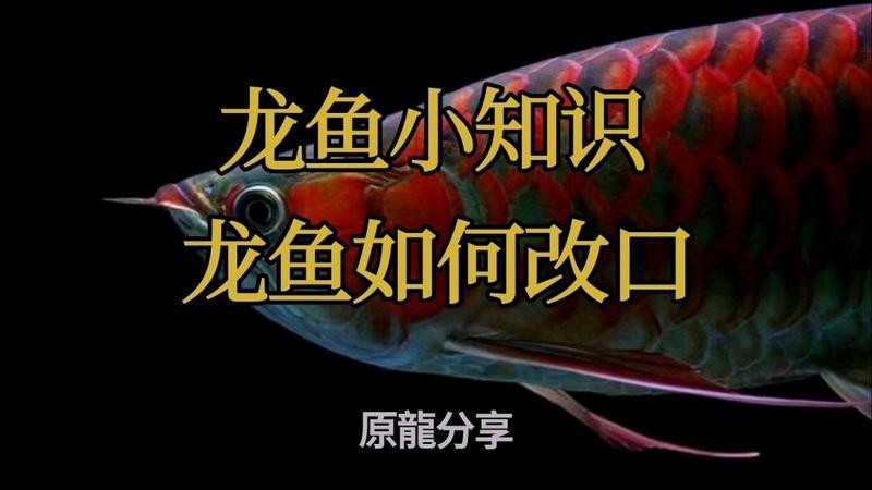 龍魚改口期間需要多久喂一次？【如何讓龍魚改口吃人工飼料這些技巧幫你搞定全民小視頻】 龍魚改口期間需要多久喂一次？【如何讓龍魚改口吃人工飼料這些技巧幫你搞定全民小視頻】 龍魚百科 第10張