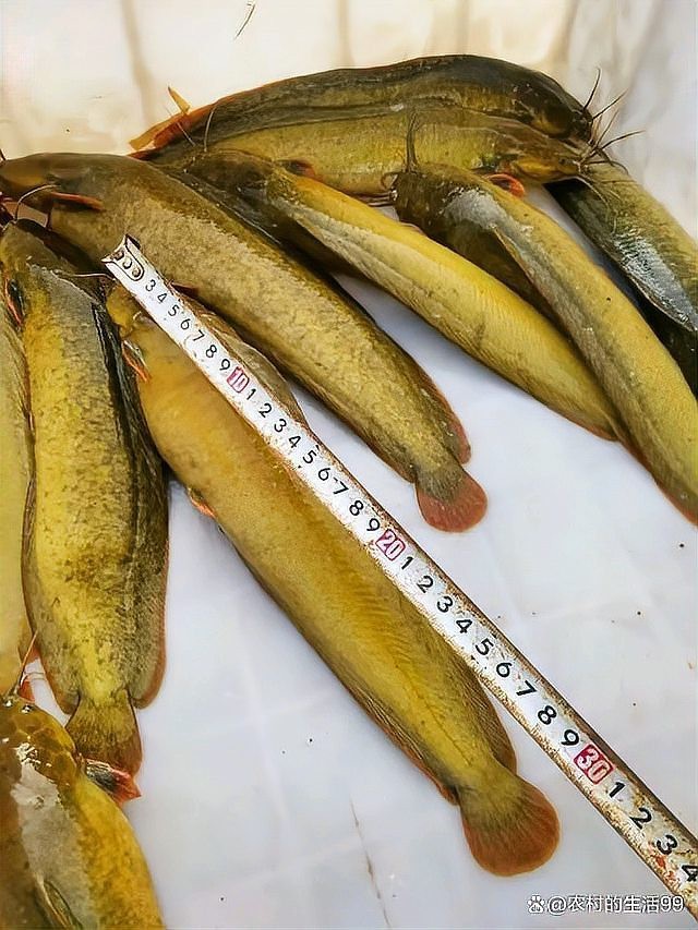 帆布魚池一立方可養(yǎng)多少魚【帆布魚池一立方可養(yǎng)多少魚用帆布水池養(yǎng)什么魚種最好】 帆布魚池一立方可養(yǎng)多少魚【帆布魚池一立方可養(yǎng)多少魚用帆布水池養(yǎng)什么魚種最好】 龍魚論壇 第3張