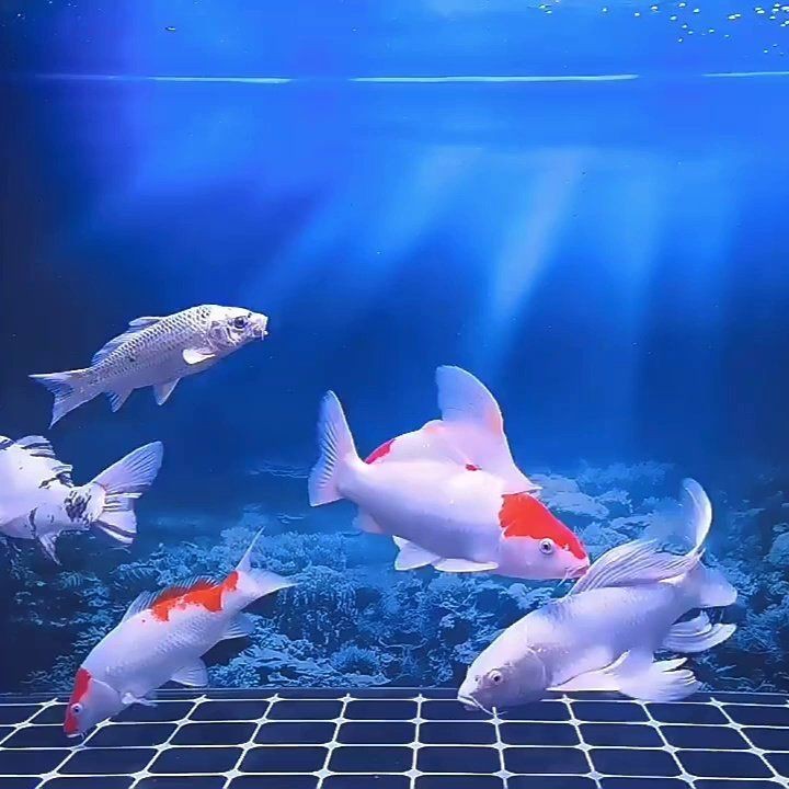 龍博特水族箱魚(yú)燈