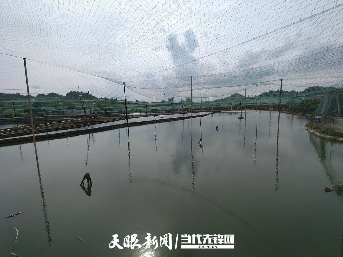 觀賞魚多少錢一條【《觀賞魚價格差異大，受多種因素影響》**】