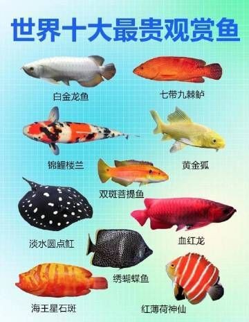 觀賞魚多少錢一條【《觀賞魚價格差異大，受多種因素影響》**】