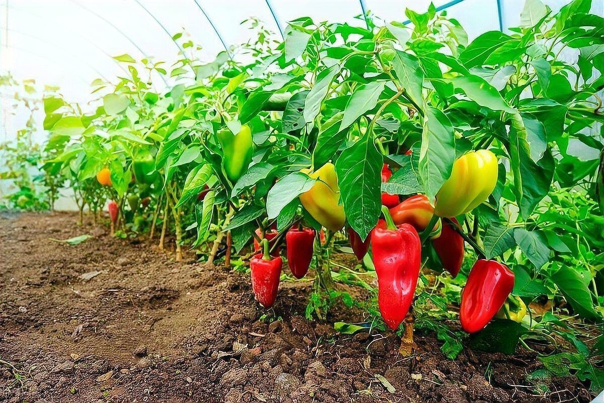 辣椒種植管理技術【辣椒如何種植產量高做好這5點，辣椒一茬一茬摘不完鄉村小水】 辣椒種植管理技術【辣椒如何種植產量高做好這5點，辣椒一茬一茬摘不完鄉村小水】 龍魚百科 第4張