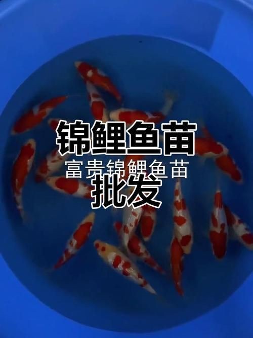 錦鯉幼崽圖片【《錦鯉幼崽圖片：靈動水世界的奇妙初現》】 錦鯉幼崽圖片【《錦鯉幼崽圖片：靈動水世界的奇妙初現》】 龍魚百科 第6張