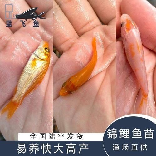 錦鯉幼崽圖片【《錦鯉幼崽圖片：靈動水世界的奇妙初現》】 錦鯉幼崽圖片【《錦鯉幼崽圖片：靈動水世界的奇妙初現》】 龍魚百科 第1張