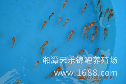 錦鯉幼崽圖片【《錦鯉幼崽圖片：靈動水世界的奇妙初現》】 錦鯉幼崽圖片【《錦鯉幼崽圖片：靈動水世界的奇妙初現》】 龍魚百科 第3張
