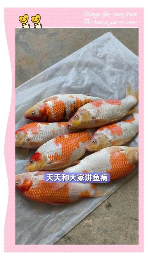 錦鯉幼崽圖片【《錦鯉幼崽圖片：靈動水世界的奇妙初現》】 錦鯉幼崽圖片【《錦鯉幼崽圖片：靈動水世界的奇妙初現》】 龍魚百科 第11張