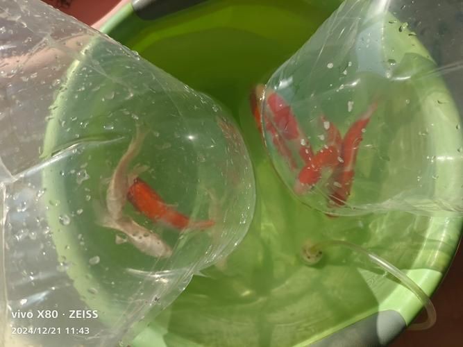 錦鯉幼崽圖片【《錦鯉幼崽圖片：靈動水世界的奇妙初現》】 錦鯉幼崽圖片【《錦鯉幼崽圖片：靈動水世界的奇妙初現》】 龍魚百科 第12張