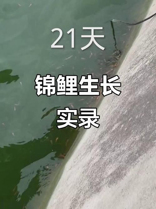 錦鯉幼崽圖片【《錦鯉幼崽圖片：靈動水世界的奇妙初現》】 錦鯉幼崽圖片【《錦鯉幼崽圖片：靈動水世界的奇妙初現》】 龍魚百科 第19張