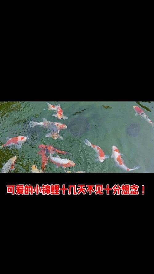 錦鯉幼崽圖片【《錦鯉幼崽圖片：靈動水世界的奇妙初現》】 錦鯉幼崽圖片【《錦鯉幼崽圖片：靈動水世界的奇妙初現》】 龍魚百科 第25張