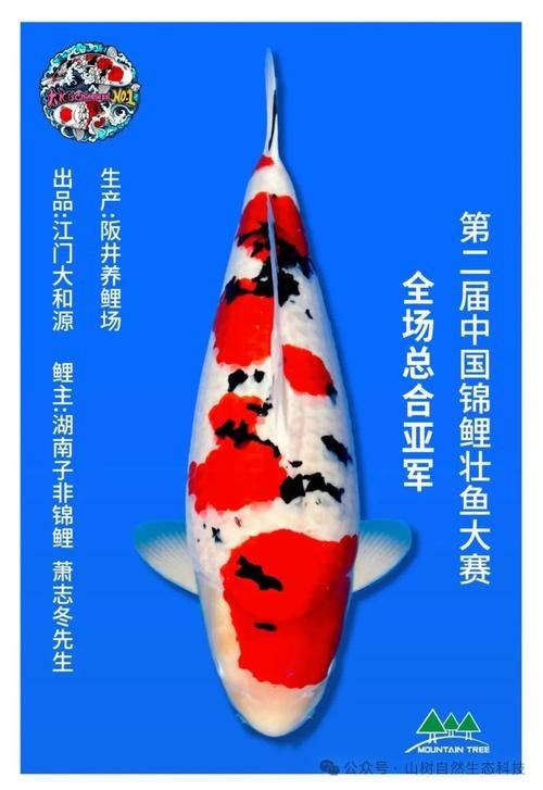 錦鯉幼崽圖片【《錦鯉幼崽圖片：靈動水世界的奇妙初現》】 錦鯉幼崽圖片【《錦鯉幼崽圖片：靈動水世界的奇妙初現》】 龍魚百科 第23張