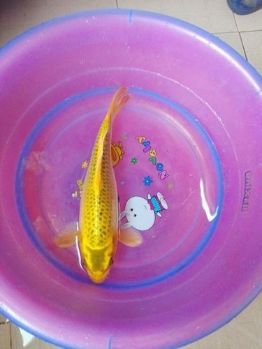 錦鯉幼崽圖片【《錦鯉幼崽圖片：靈動水世界的奇妙初現》】 錦鯉幼崽圖片【《錦鯉幼崽圖片：靈動水世界的奇妙初現》】 龍魚百科 第20張