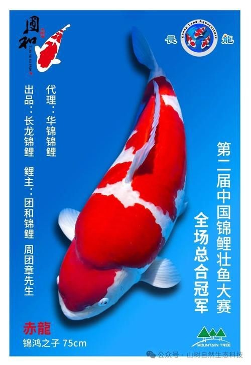 錦鯉幼崽圖片【《錦鯉幼崽圖片：靈動水世界的奇妙初現》】 錦鯉幼崽圖片【《錦鯉幼崽圖片：靈動水世界的奇妙初現》】 龍魚百科 第22張