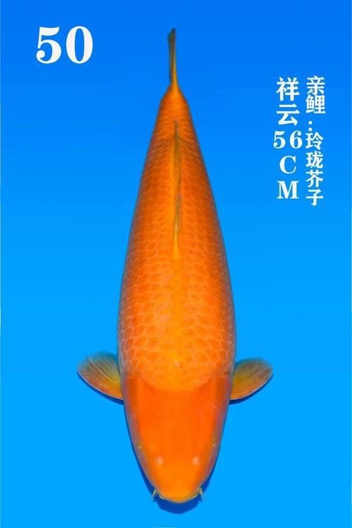 錦鯉幼崽圖片【《錦鯉幼崽圖片：靈動水世界的奇妙初現》】 錦鯉幼崽圖片【《錦鯉幼崽圖片：靈動水世界的奇妙初現》】 龍魚百科 第21張