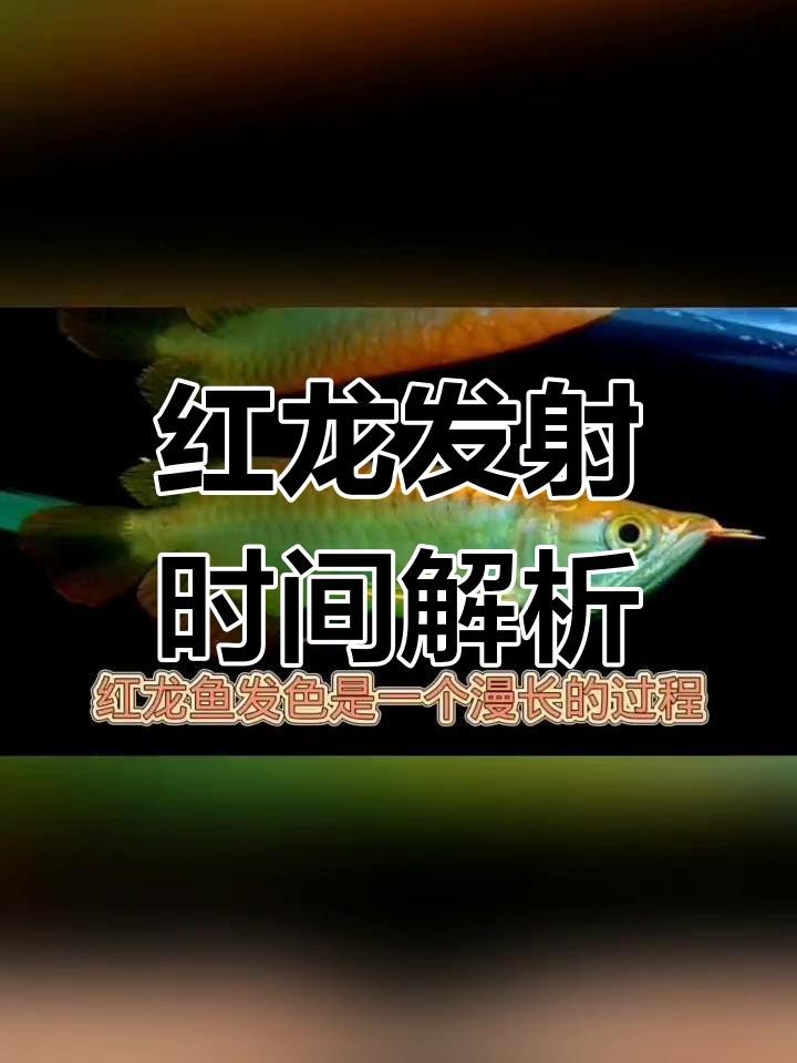 小紅龍魚發色需要多久【小紅龍魚發色所需時間受多種因素影響】