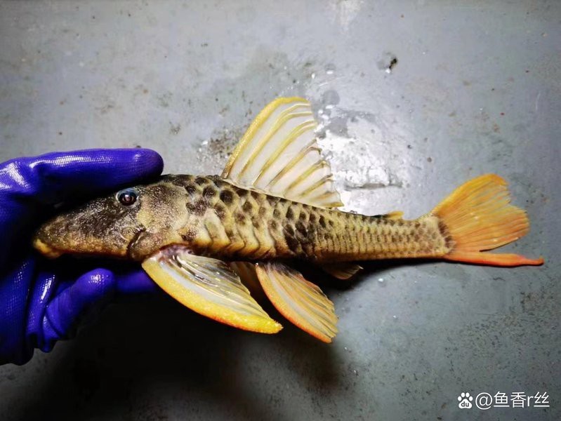 十大最貴異形魚排名【水族界十大最貴異形魚】