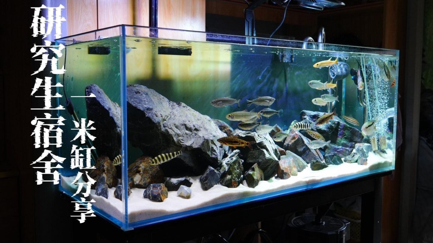 1米魚缸尺寸哪個尺寸好【1米魚缸尺寸分析】 1米魚缸尺寸哪個尺寸好【1米魚缸尺寸分析】 龍魚論壇 第5張