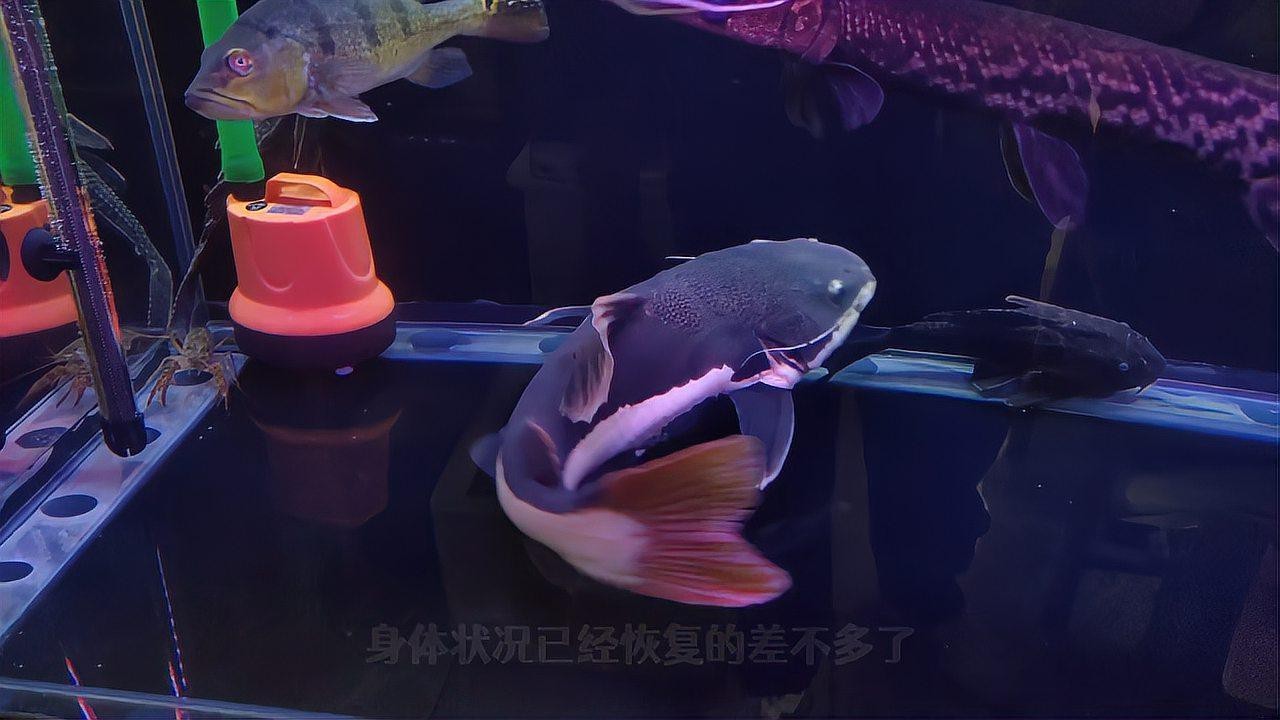 1米魚缸尺寸哪個尺寸好【1米魚缸尺寸分析】 1米魚缸尺寸哪個尺寸好【1米魚缸尺寸分析】 龍魚論壇 第6張