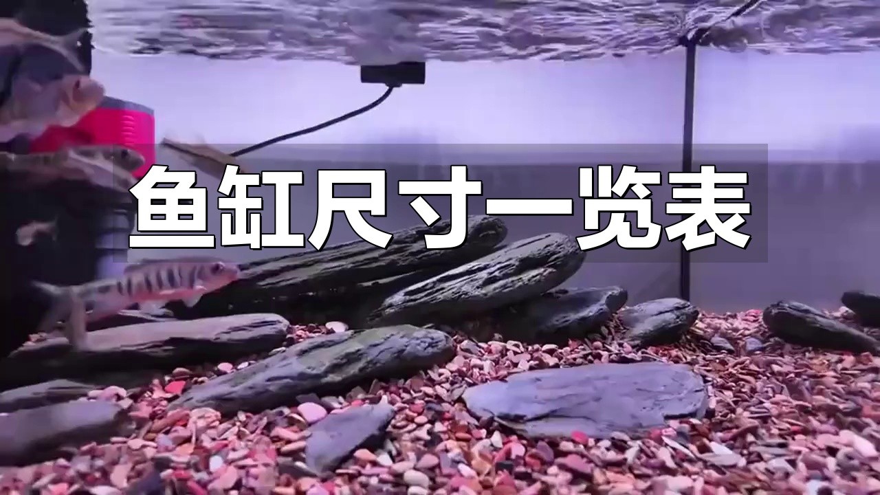 1米魚缸尺寸哪個尺寸好【1米魚缸尺寸分析】 1米魚缸尺寸哪個尺寸好【1米魚缸尺寸分析】 龍魚論壇 第7張