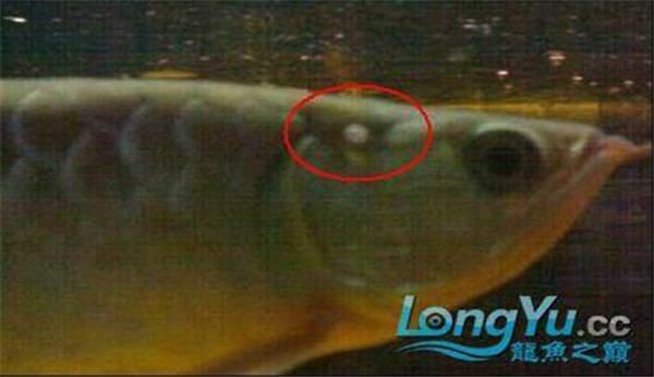 如何判斷金龍魚是否感染細菌？【判斷金龍魚是否感染細菌可從多方面入手首先觀察外觀】