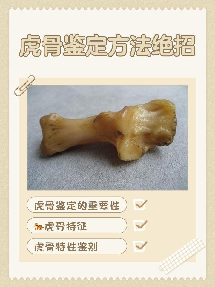 虎三界真品最明顯特征 虎三界真品最明顯特征 龍魚論壇 第9張