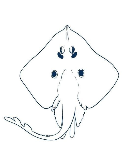 魔鬼魚Q版圖片【簡筆畫教程：魔鬼魚q版圖片以其獨特的創(chuàng)意和可愛的風格】 魔鬼魚Q版圖片【簡筆畫教程：魔鬼魚q版圖片以其獨特的創(chuàng)意和可愛的風格】 龍魚百科 第11張