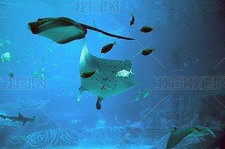 魔鬼魚Q版圖片【簡筆畫教程：魔鬼魚q版圖片以其獨特的創(chuàng)意和可愛的風格】 魔鬼魚Q版圖片【簡筆畫教程：魔鬼魚q版圖片以其獨特的創(chuàng)意和可愛的風格】 龍魚百科 第31張