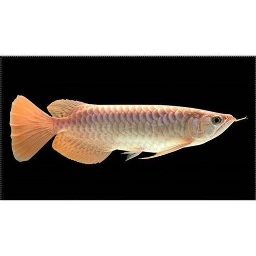 高背紅龍魚的最好品種圖片【高背紅龍魚怎么樣？】