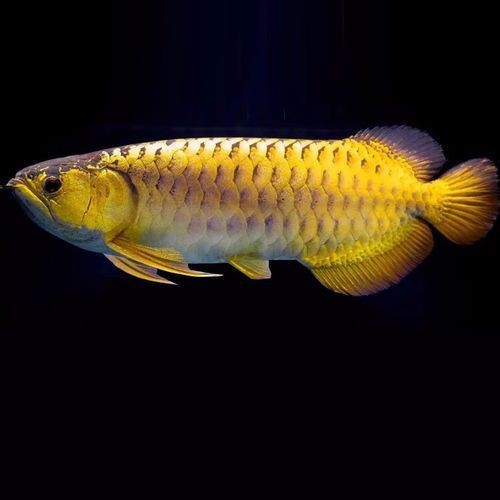 高背紅龍魚的最好品種圖片【高背紅龍魚怎么樣？】