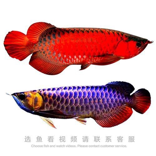 高背紅龍魚的最好品種圖片【高背紅龍魚怎么樣？】