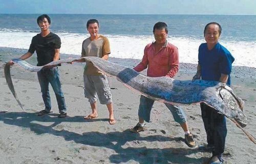 龍王魚又叫什么名字【世界上最長的硬骨魚山霧原理賽博許愿機(jī)捕獲“龍王魚”】