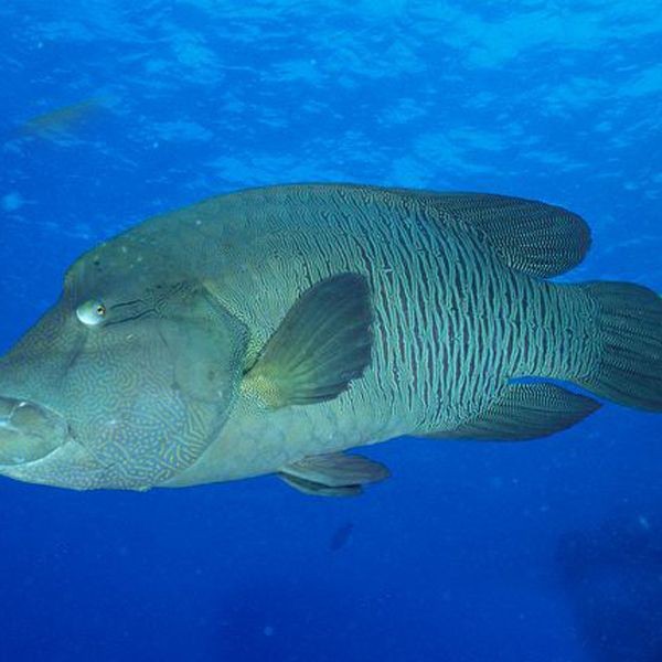 龍王魚又叫什么名字【世界上最長的硬骨魚山霧原理賽博許愿機(jī)捕獲“龍王魚”】