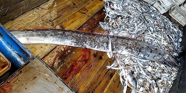 龍王魚又叫什么名字【世界上最長的硬骨魚山霧原理賽博許愿機(jī)捕獲“龍王魚”】