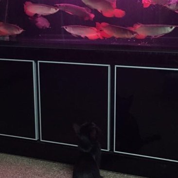 祥龍漁場有哪些特色魚種，祥龍魚場主要魚種有哪些？ 祥龍漁場有哪些特色魚種，祥龍魚場主要魚種有哪些？ 龍魚百科 第1張